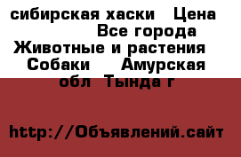 l: сибирская хаски › Цена ­ 10 000 - Все города Животные и растения » Собаки   . Амурская обл.,Тында г.